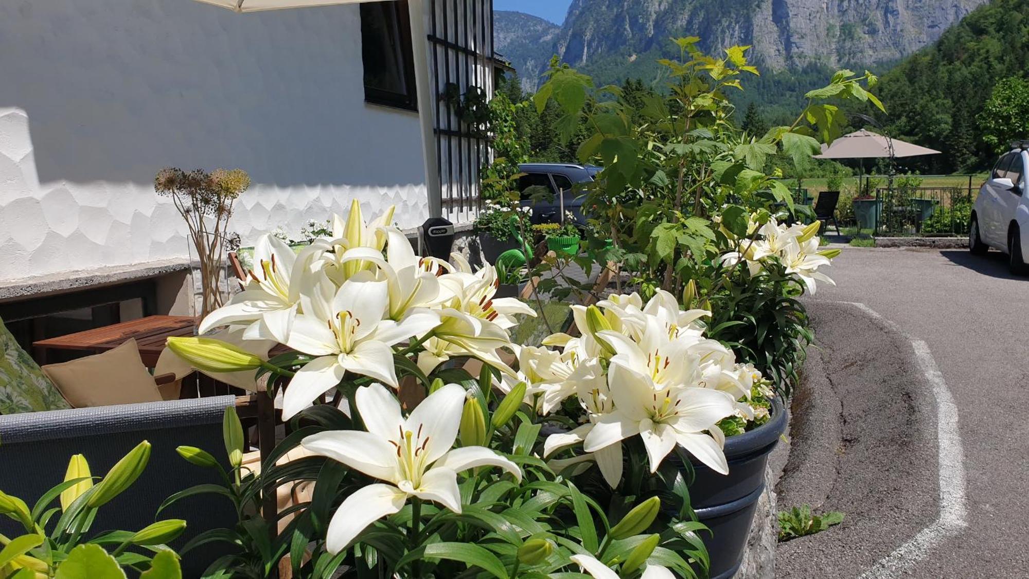 Haus Alpenblick Apartment Obertraun Luaran gambar