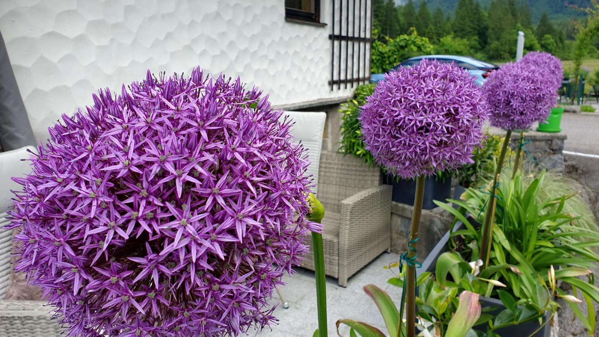 Haus Alpenblick Apartment Obertraun Luaran gambar